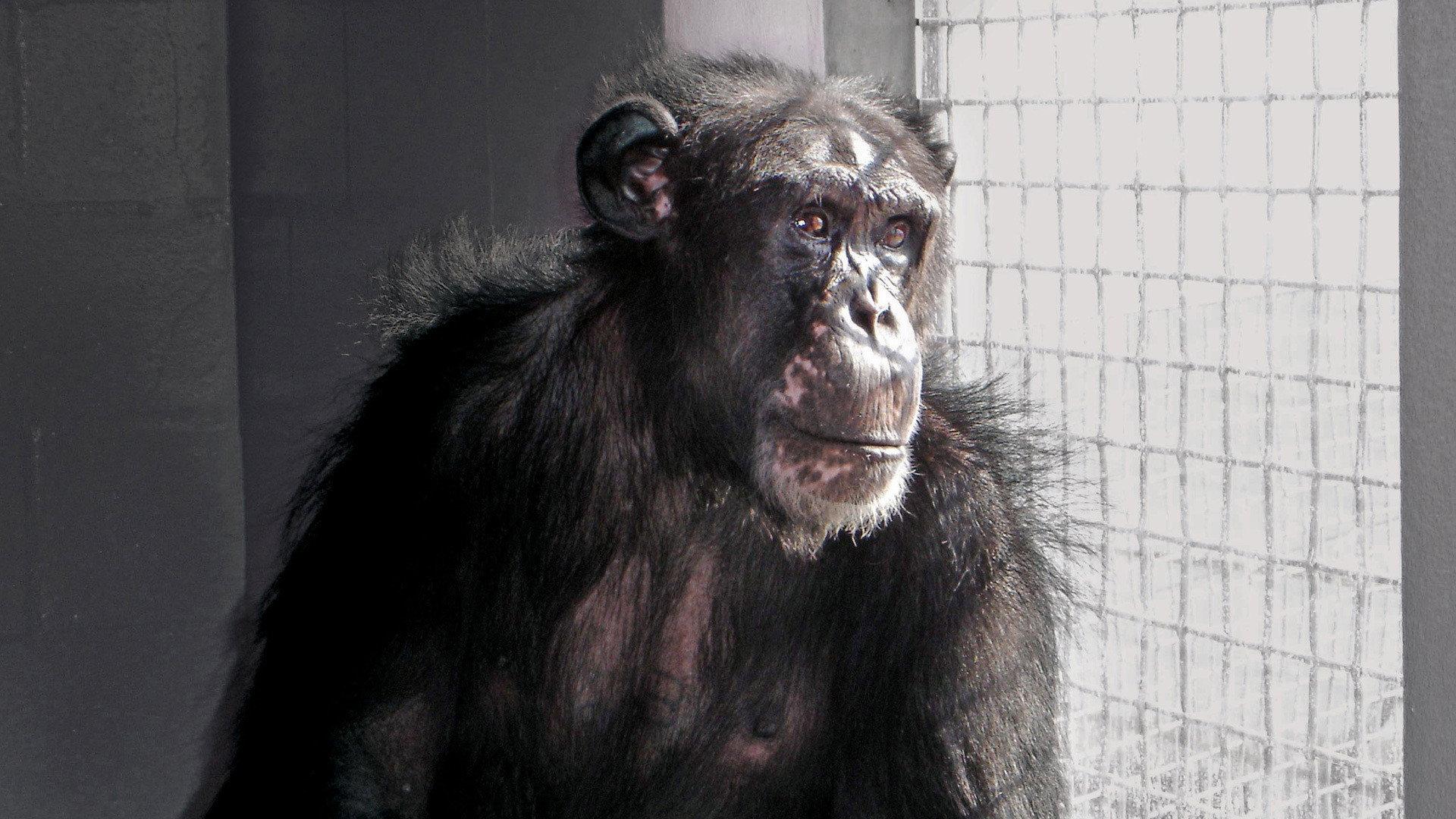 Still from Chimpanzees: an Unnatural History