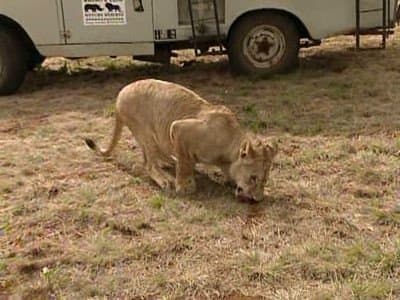 Still from Houston, We Have An Elephant