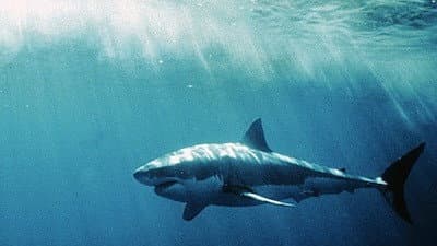 Still from White Shark/Red Triangle