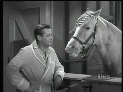 Still from Animal Jury