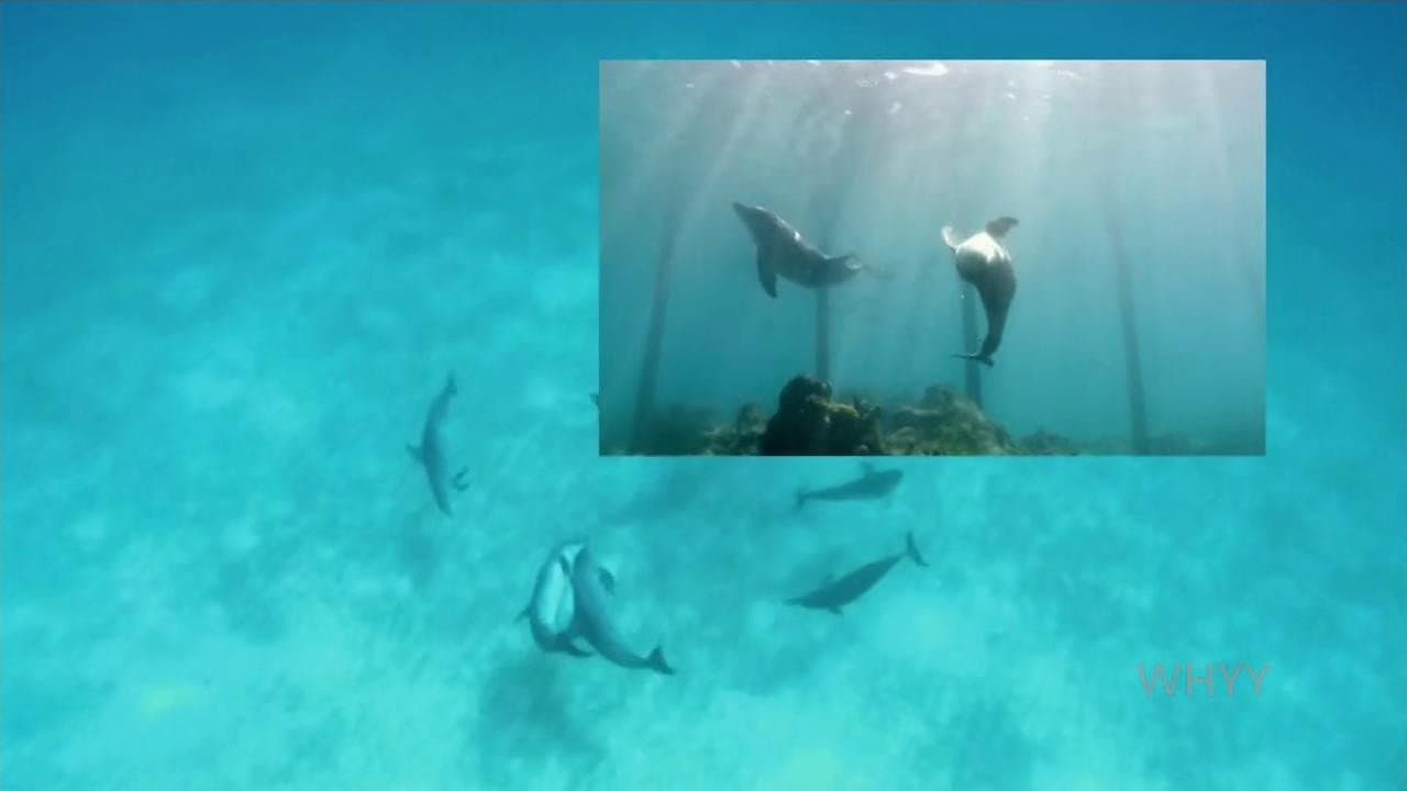 Still from Inside Animal Minds: Who's the Smartest?