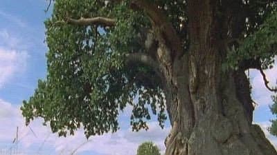 Still from The Millennium Oak