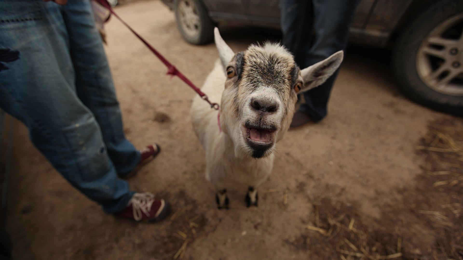 Still from Goats Gone Wild