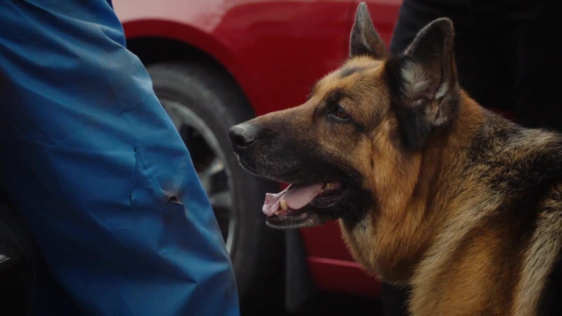Still from Hound & Vision