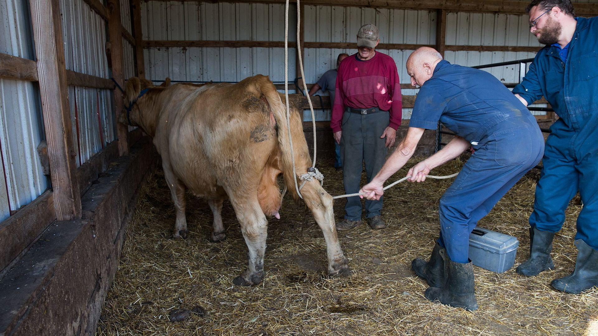 Still from Apocalypse Cow