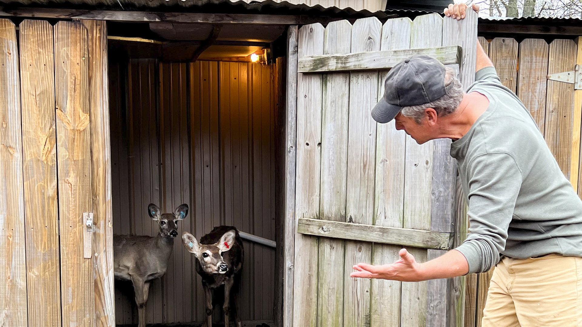Still from Deer Urine Farmer / Necropsy
