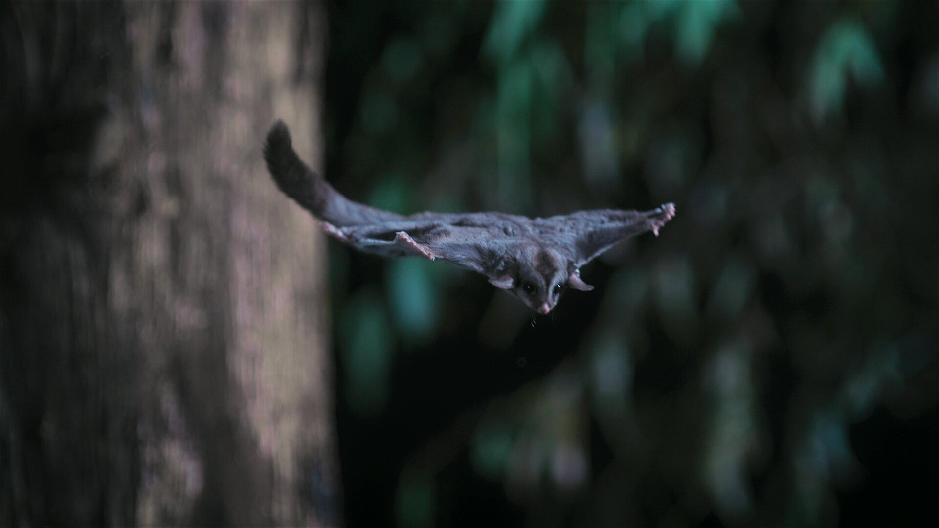 Still from Marsupials