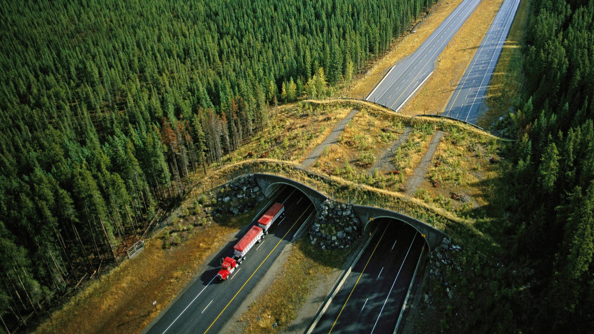 Still from Wild Ways