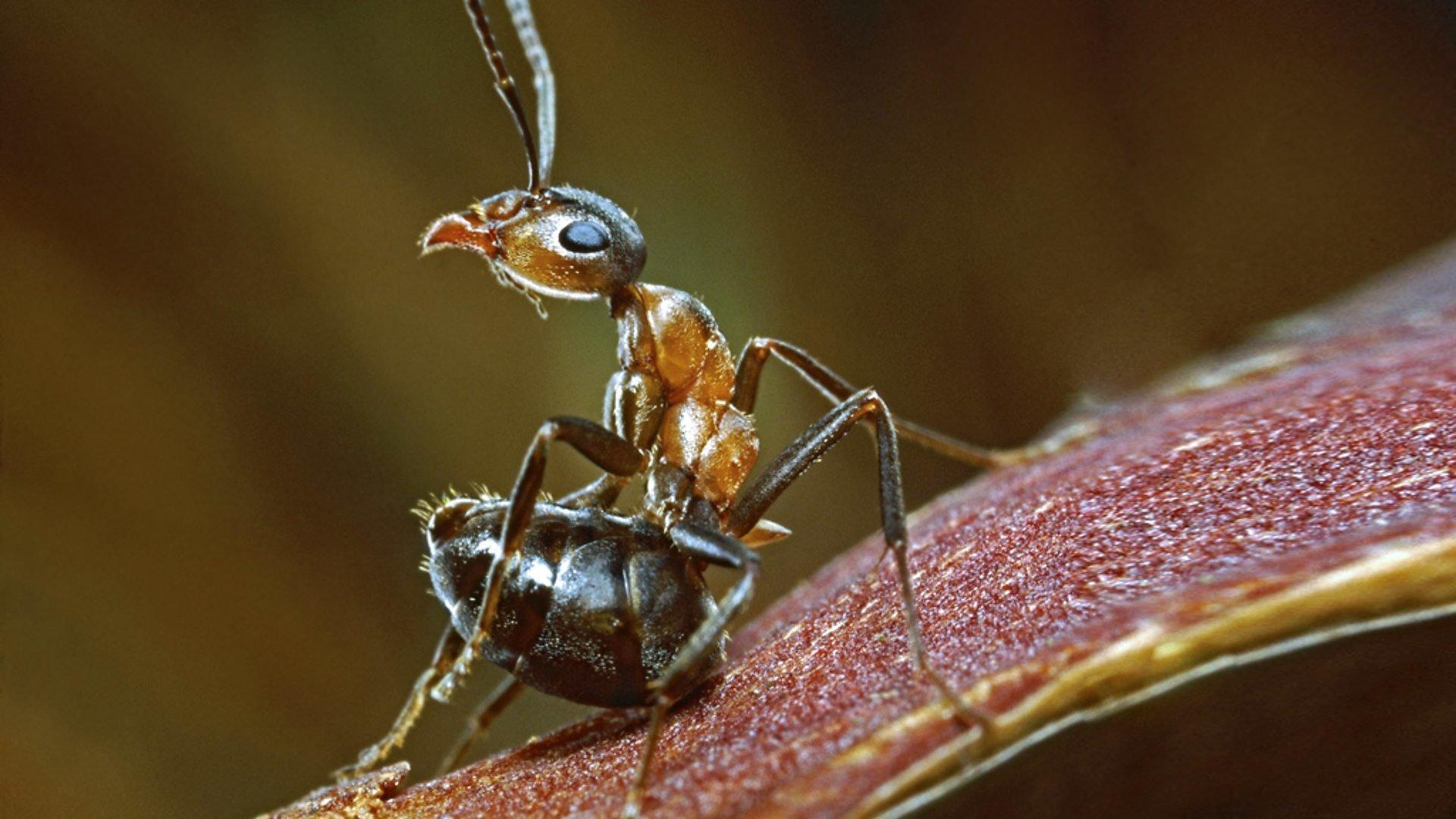 Still from Insects