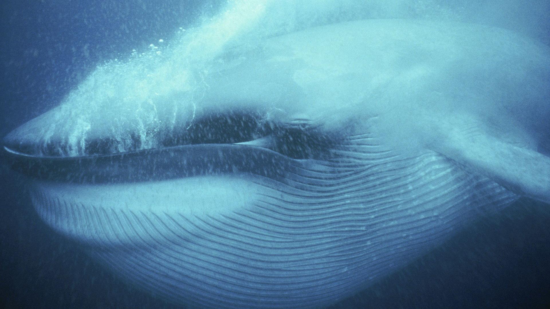 Still from Ocean Giants: Voices of the Sea
