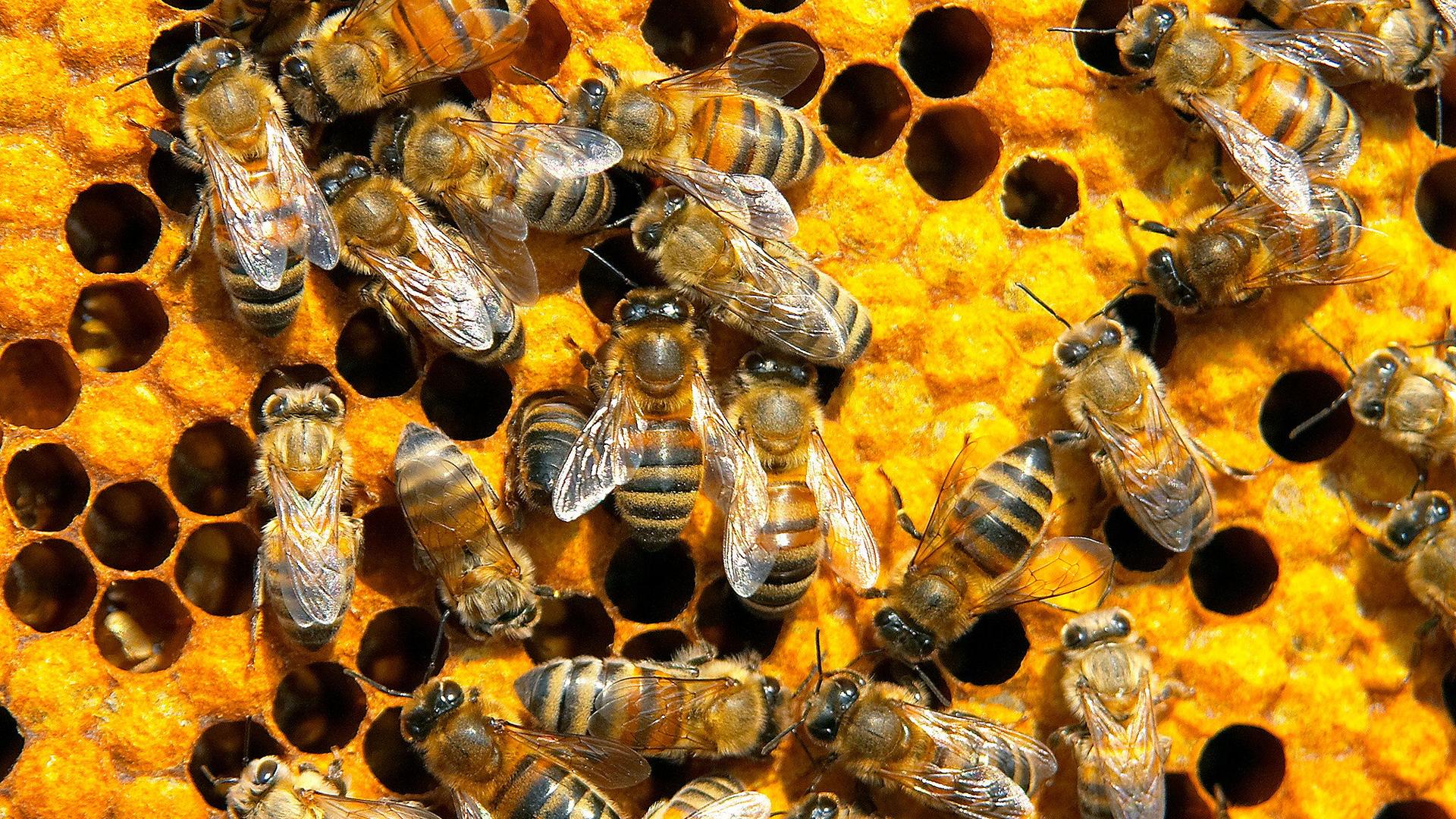 Still from Birth of the Road Map; Attack of Killer Bees; Invention of Gas Mask