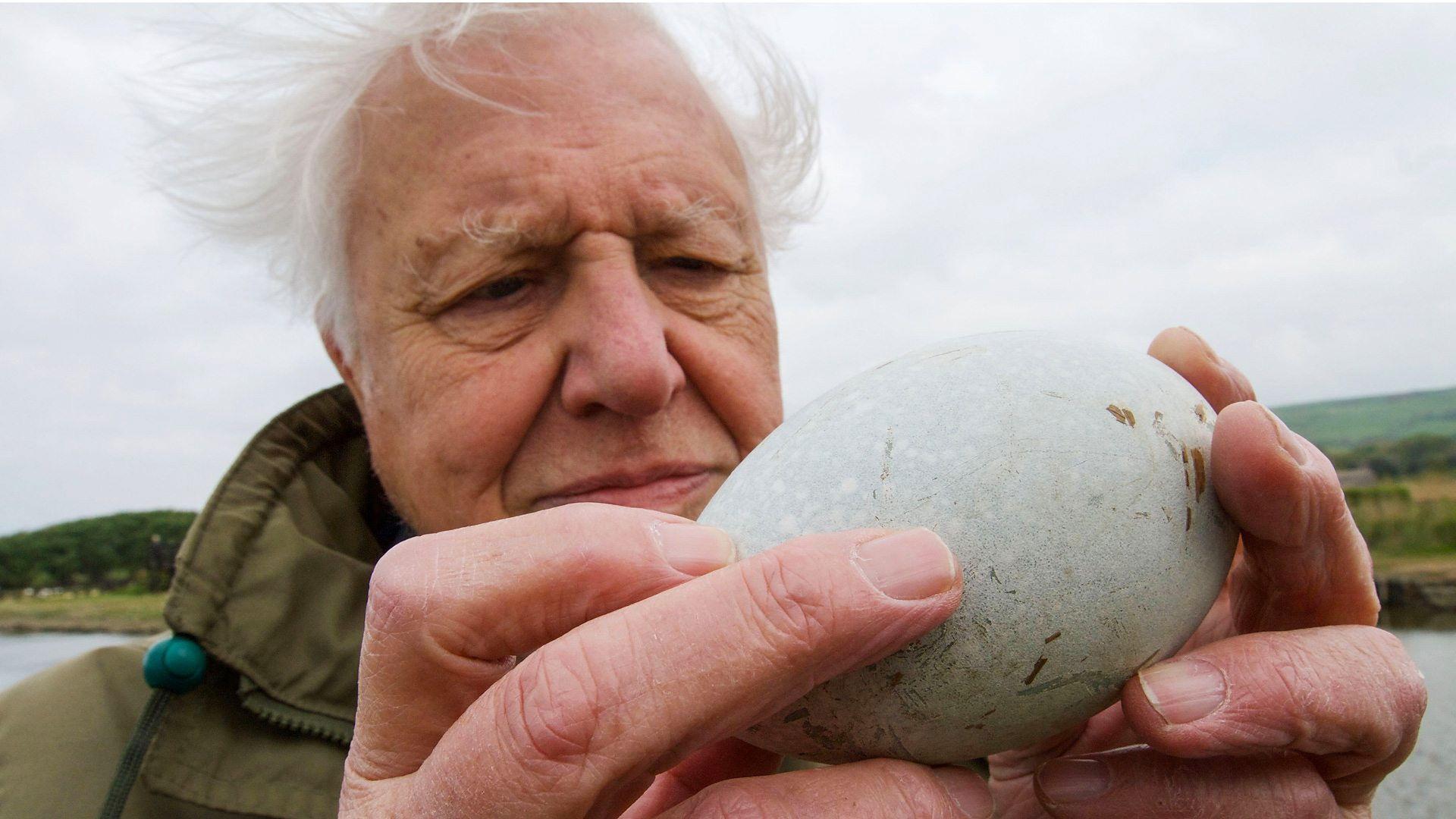 Still from Attenborough's Wonder of Eggs