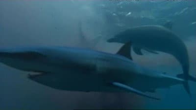Still from Saved By Dolphins