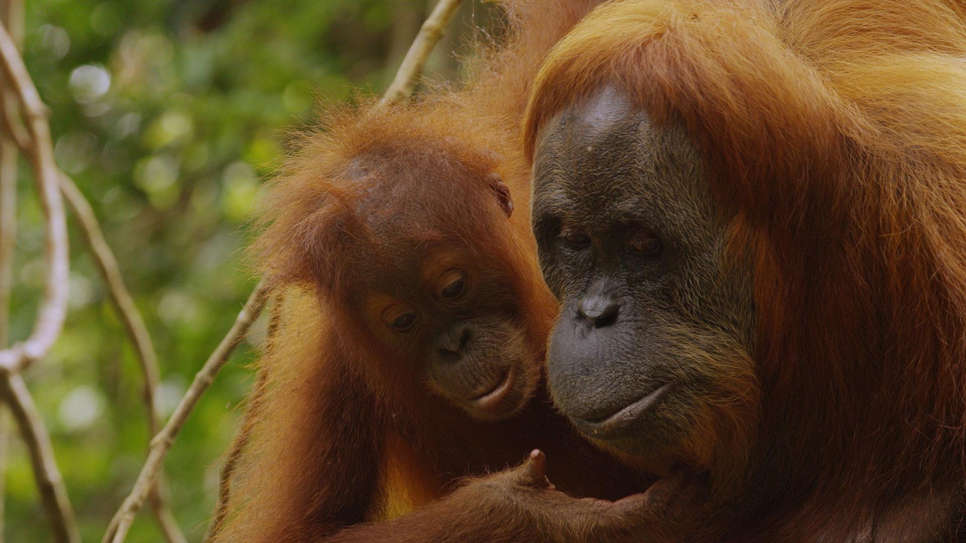 Still from The Last Orangutan Eden