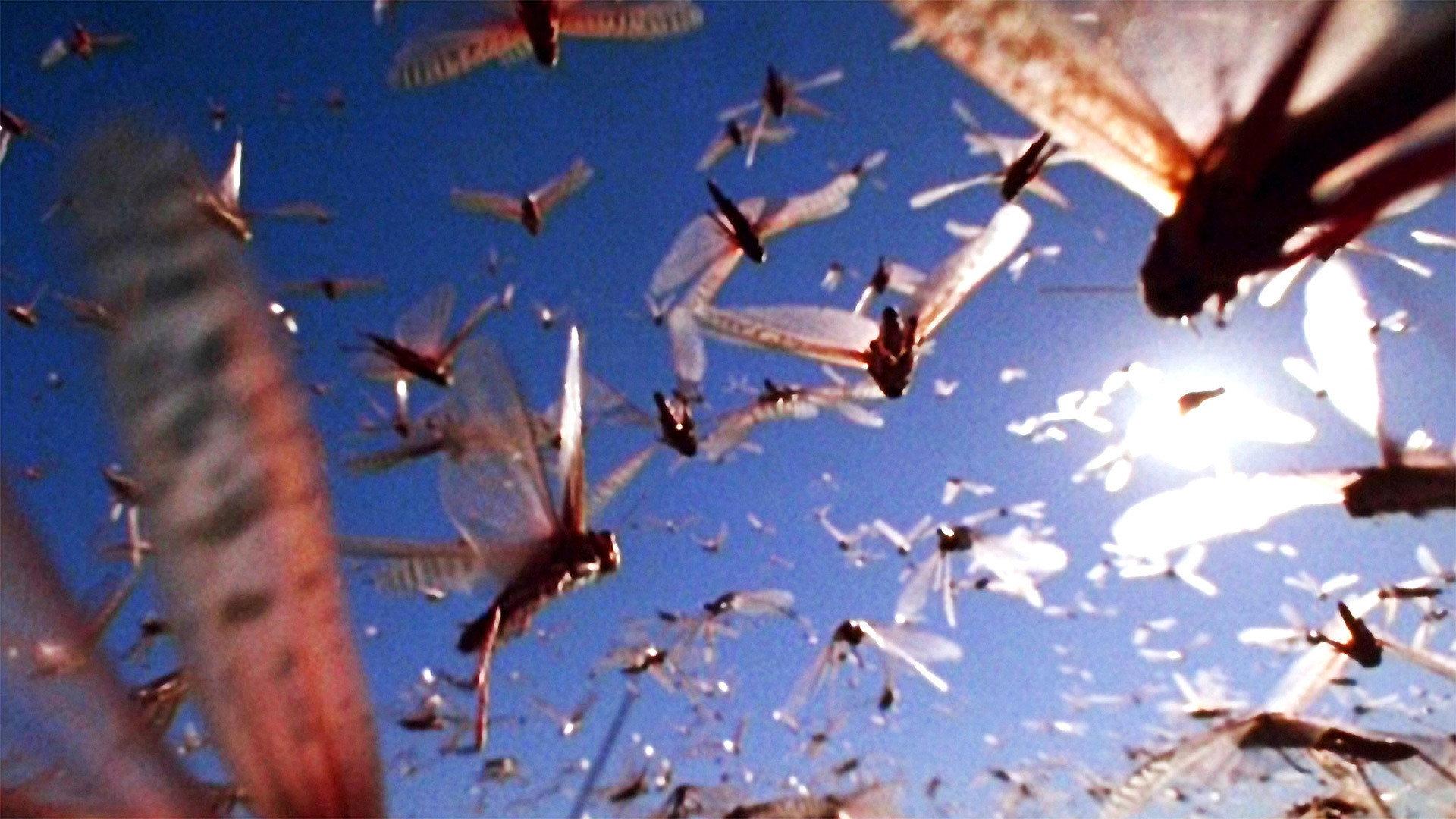 Still from The Gathering Swarms