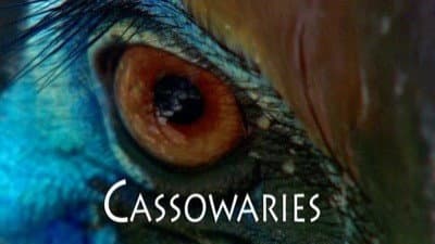 Still from Cassowaries