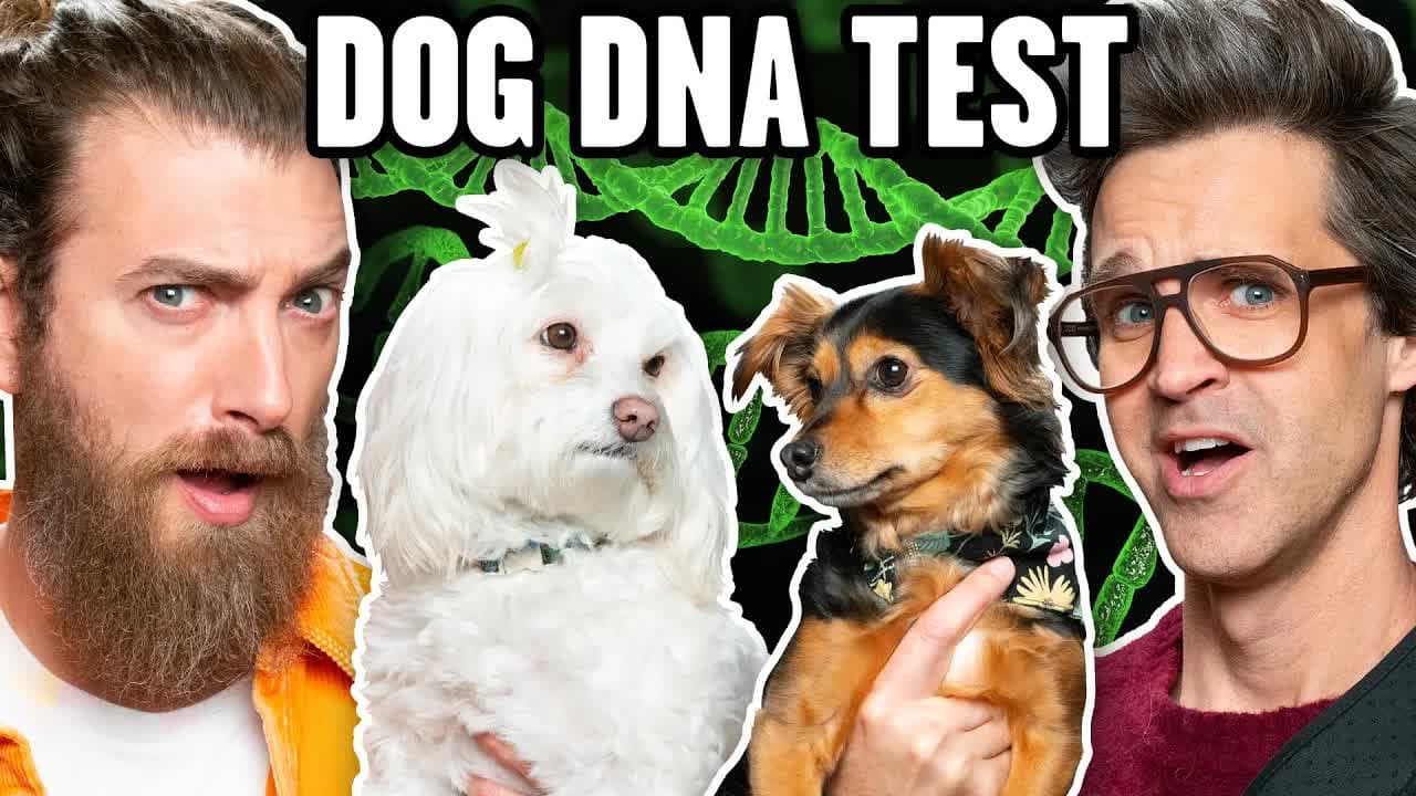 Still from Link Is Shocked By Dog DNA Results
