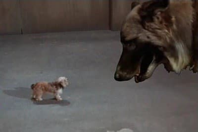 Still from Every Dog Needs a Boy