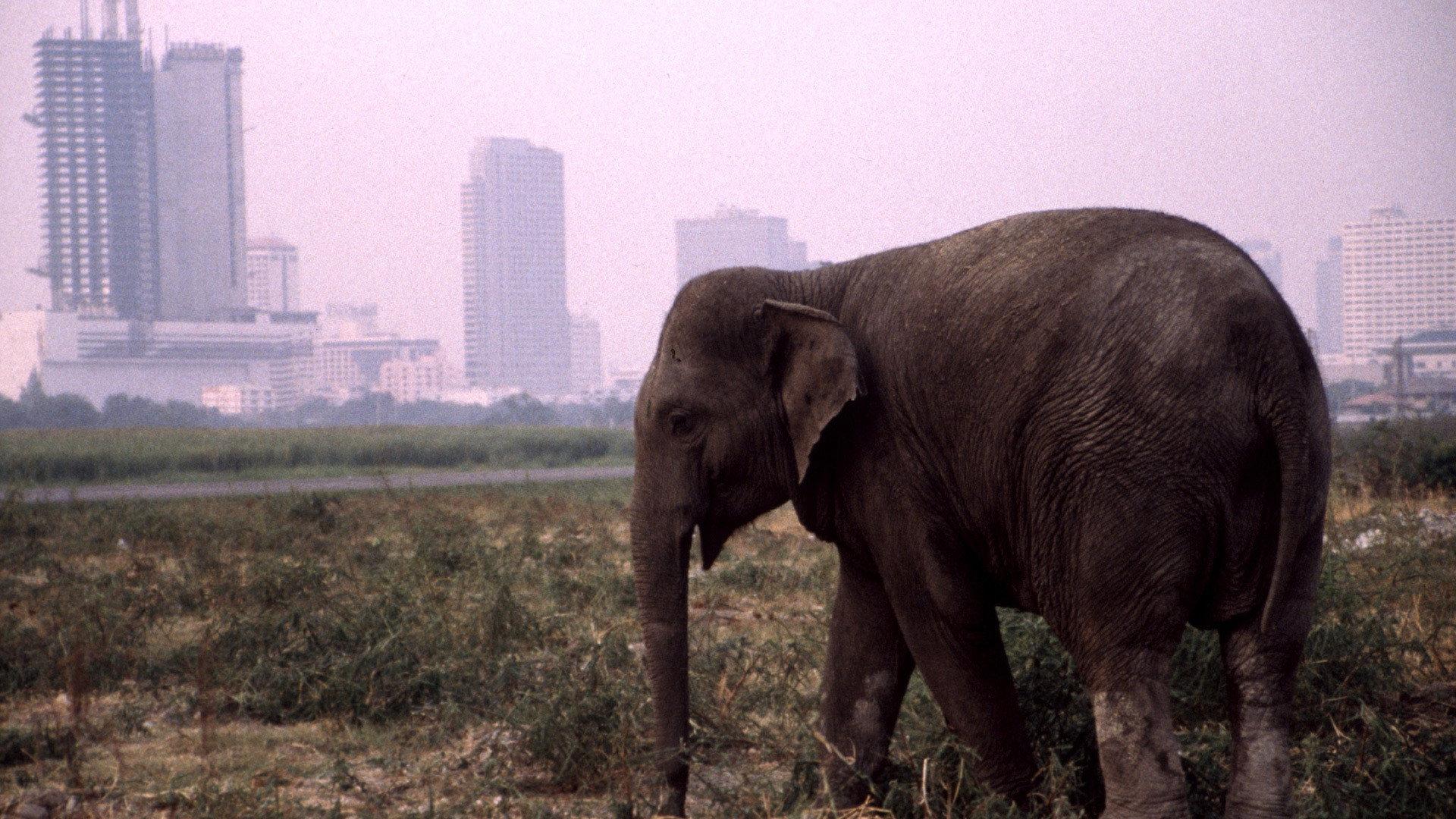 Still from The Urban Elephant