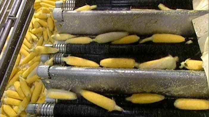 Still from Holograms, Package Printing, Skin Culture, Canned Corn