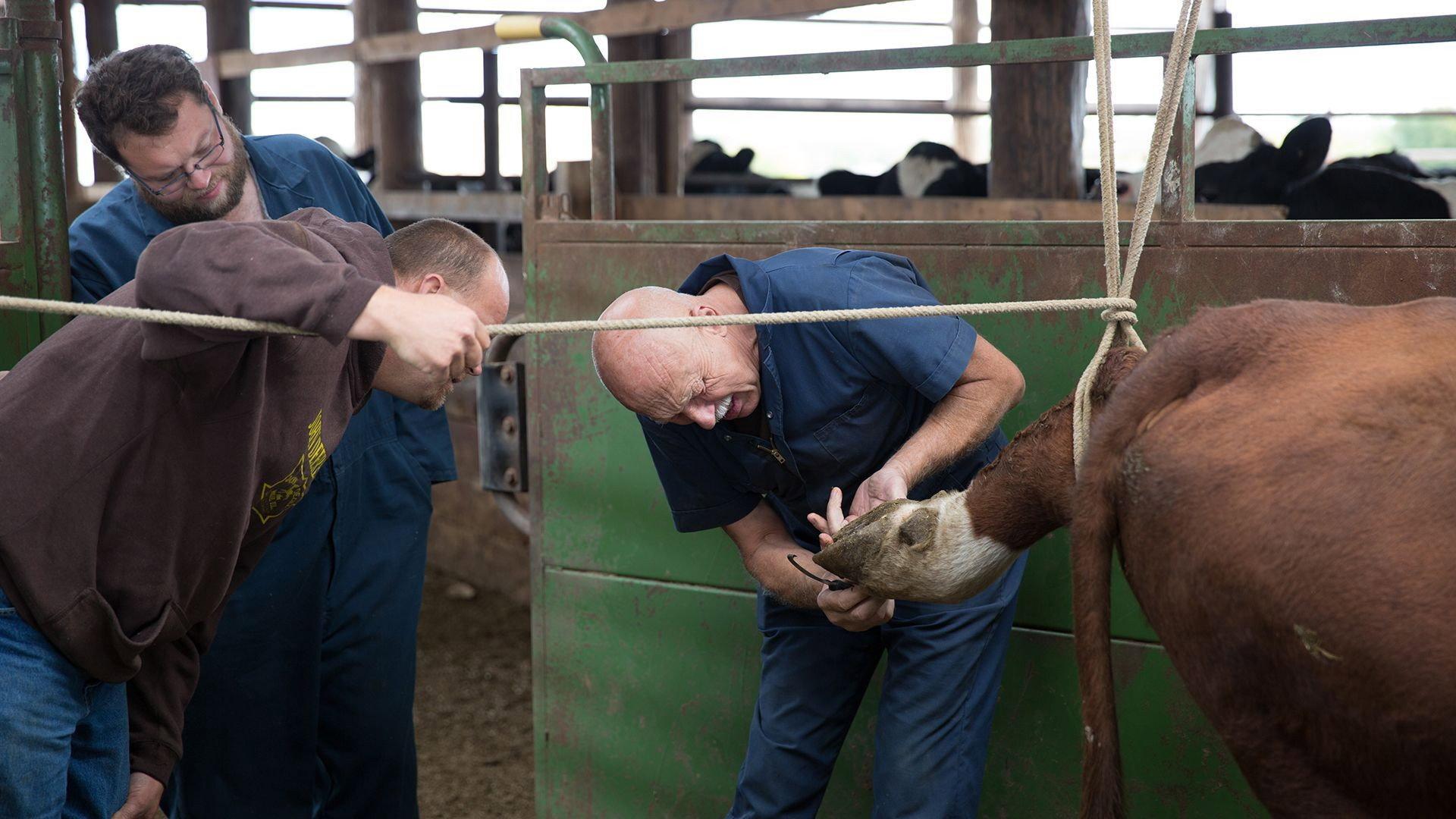 Still from Puppy Love