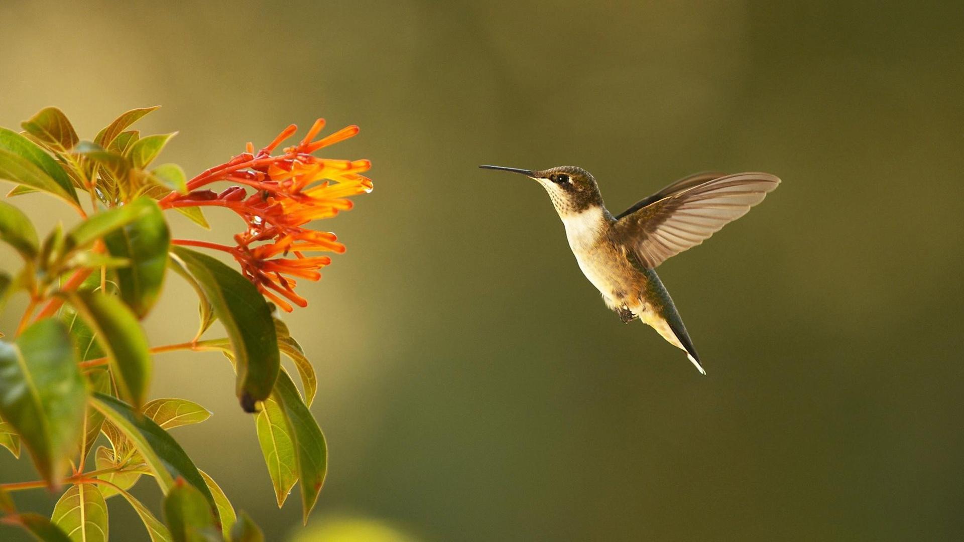 Still from Super Hummingbirds