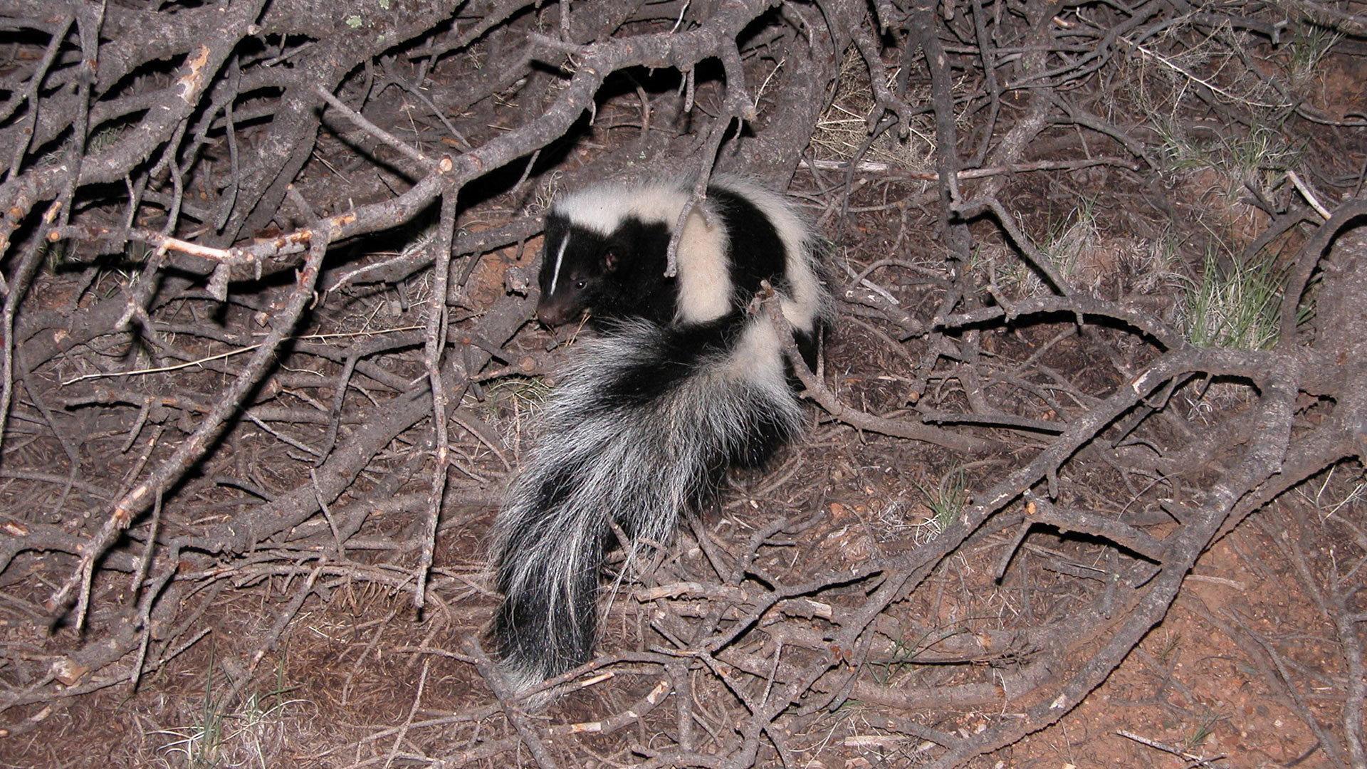 Still from Is That Skunk?