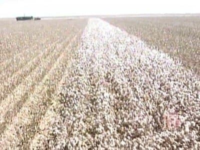 Still from Cotton