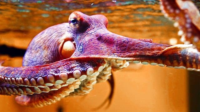 Still from The Octopus in My House