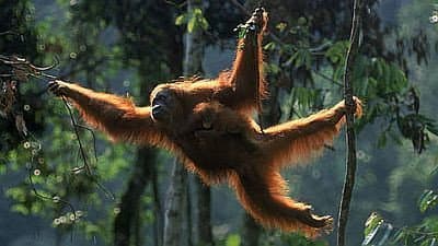 Still from Orangutans: the High Society