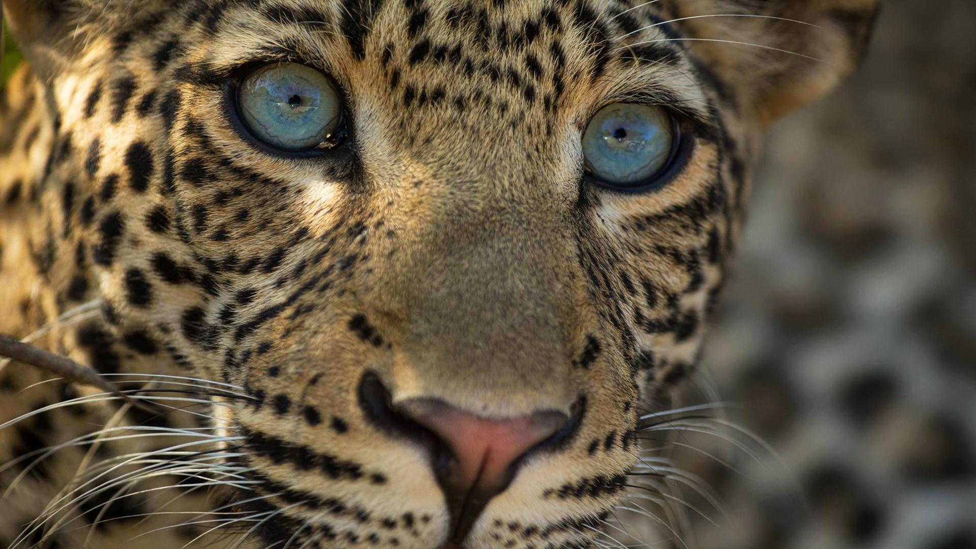 Still from The Leopard Legacy