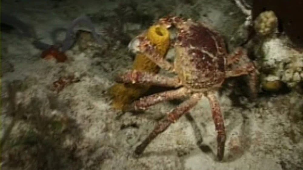 Still from Case of the Sponge "Bob"