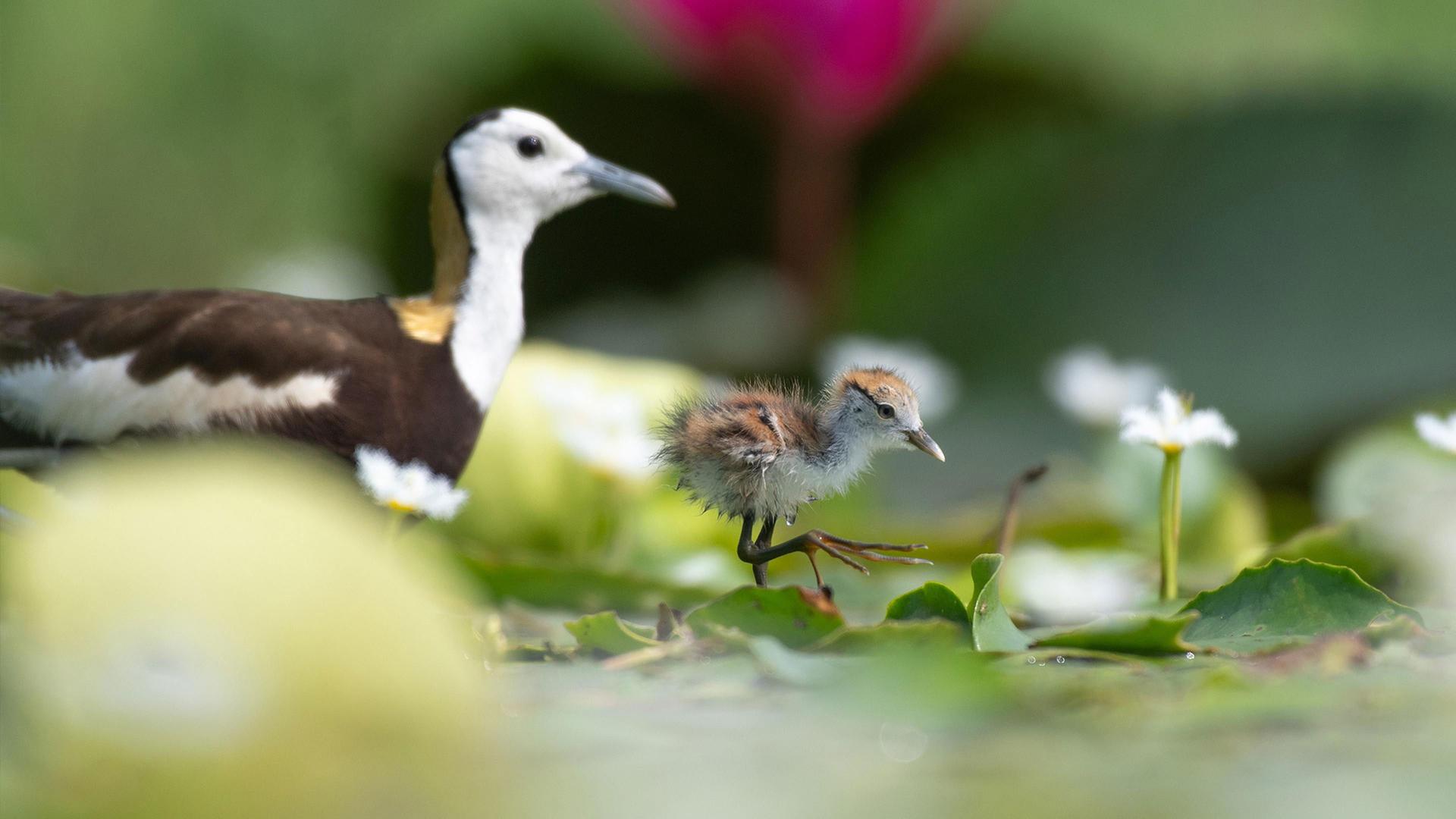 Still from Parenthood: Freshwater