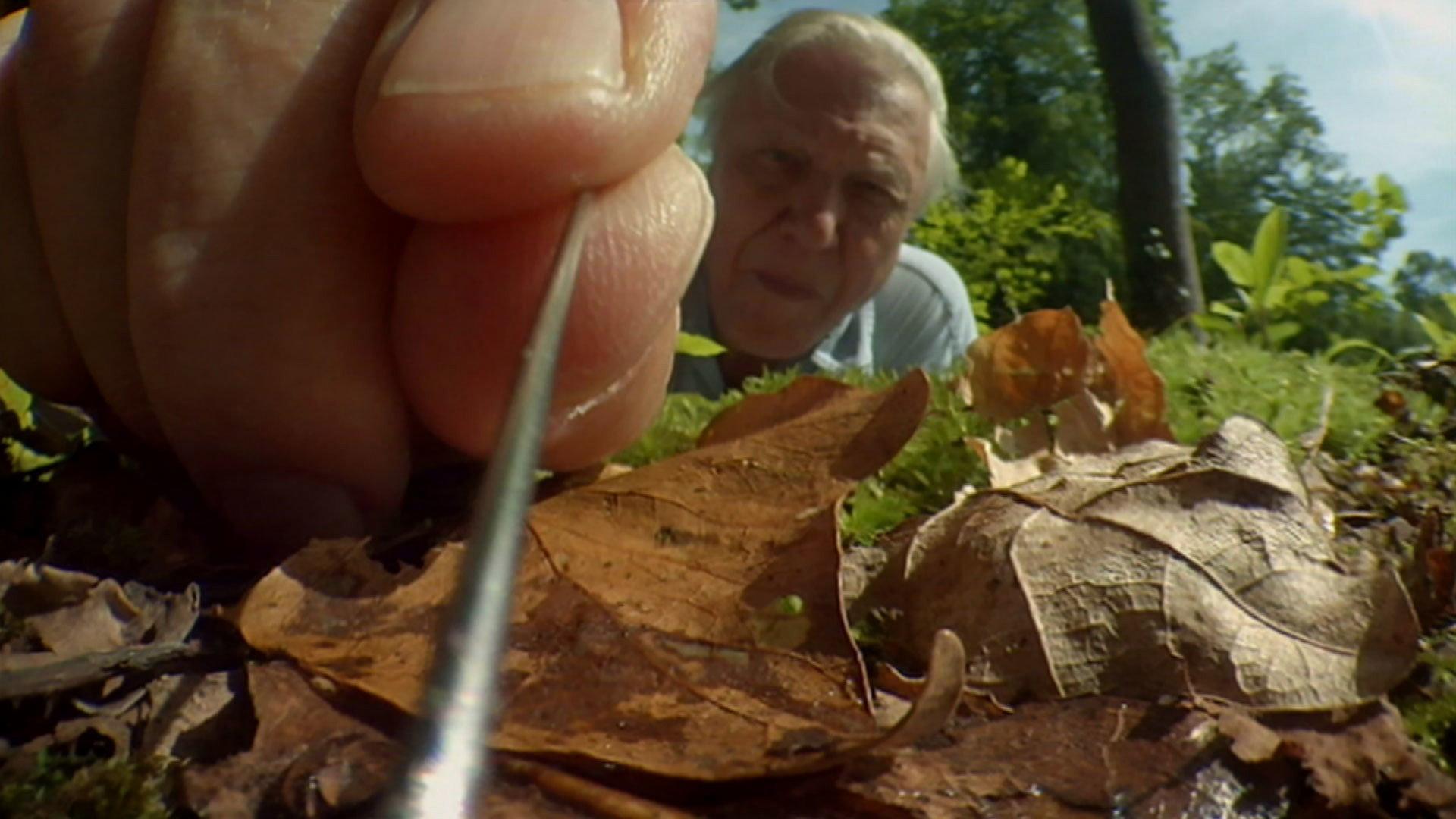 Still from Attenborough's Life Stories: Life on Camera