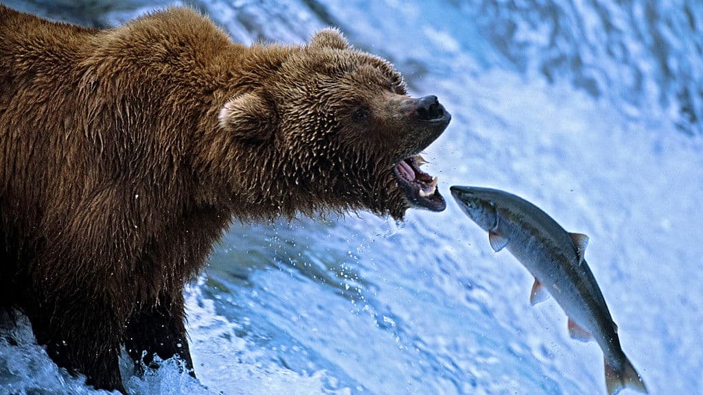 Still from The Great Salmon Run