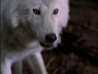 Still from Prophecy