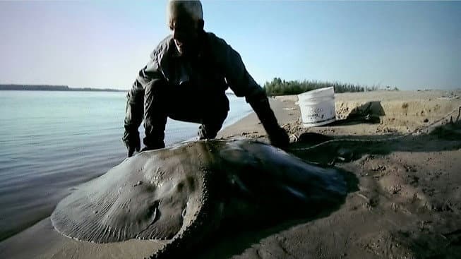 Still from Killer Sharks And Rays