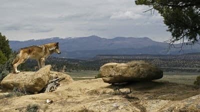 Still from Lobo: The Wolf that Changed America