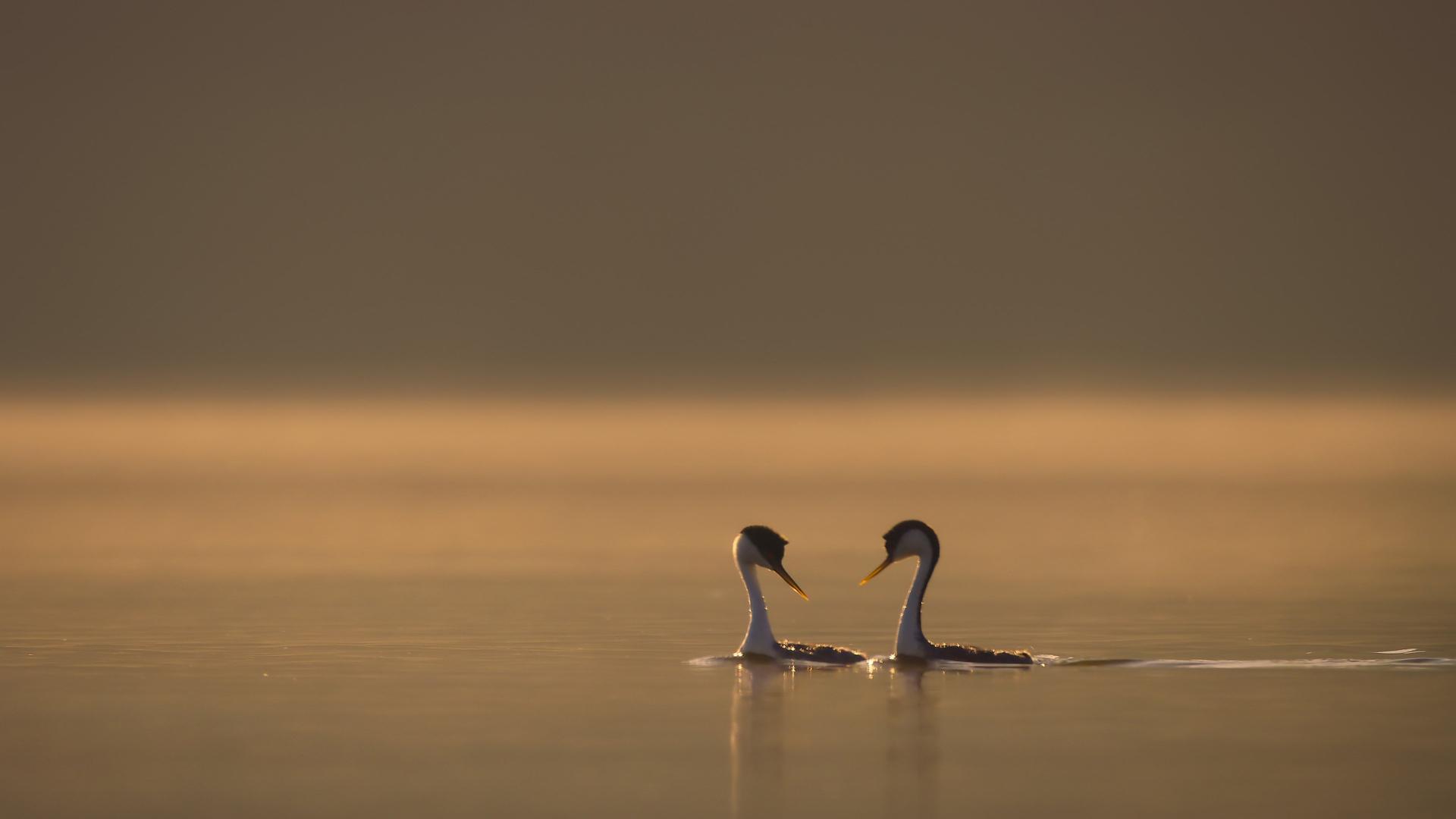 Still from Finding a Partner