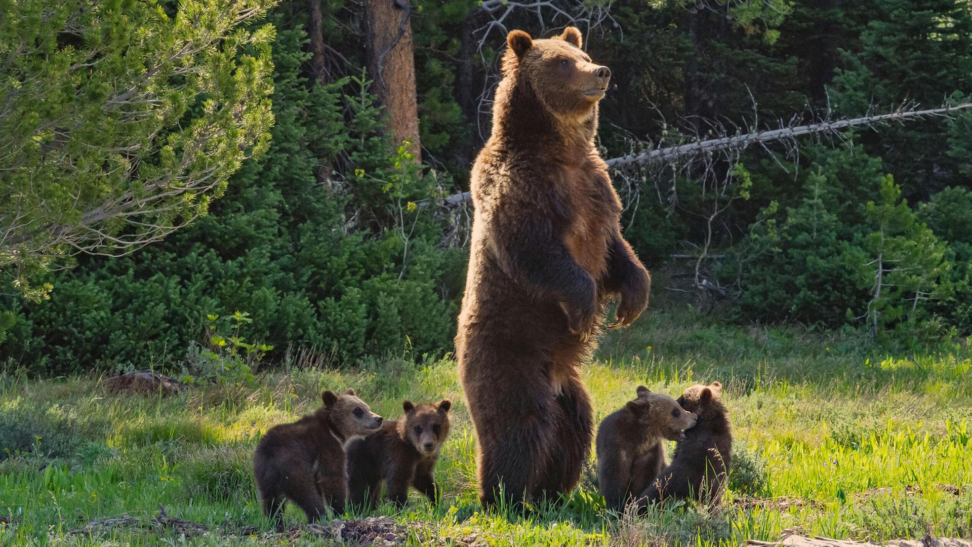 Still from Grizzly 399: Queen of the Tetons