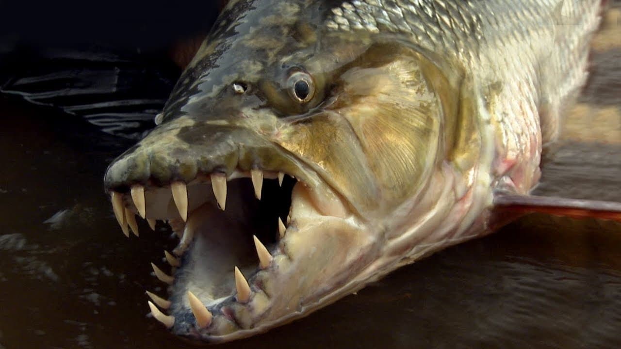 Still from Demon Fish
