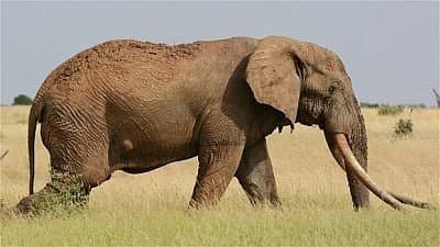 Still from The Last Tusker