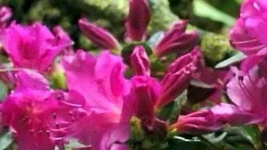 Still from First Flower