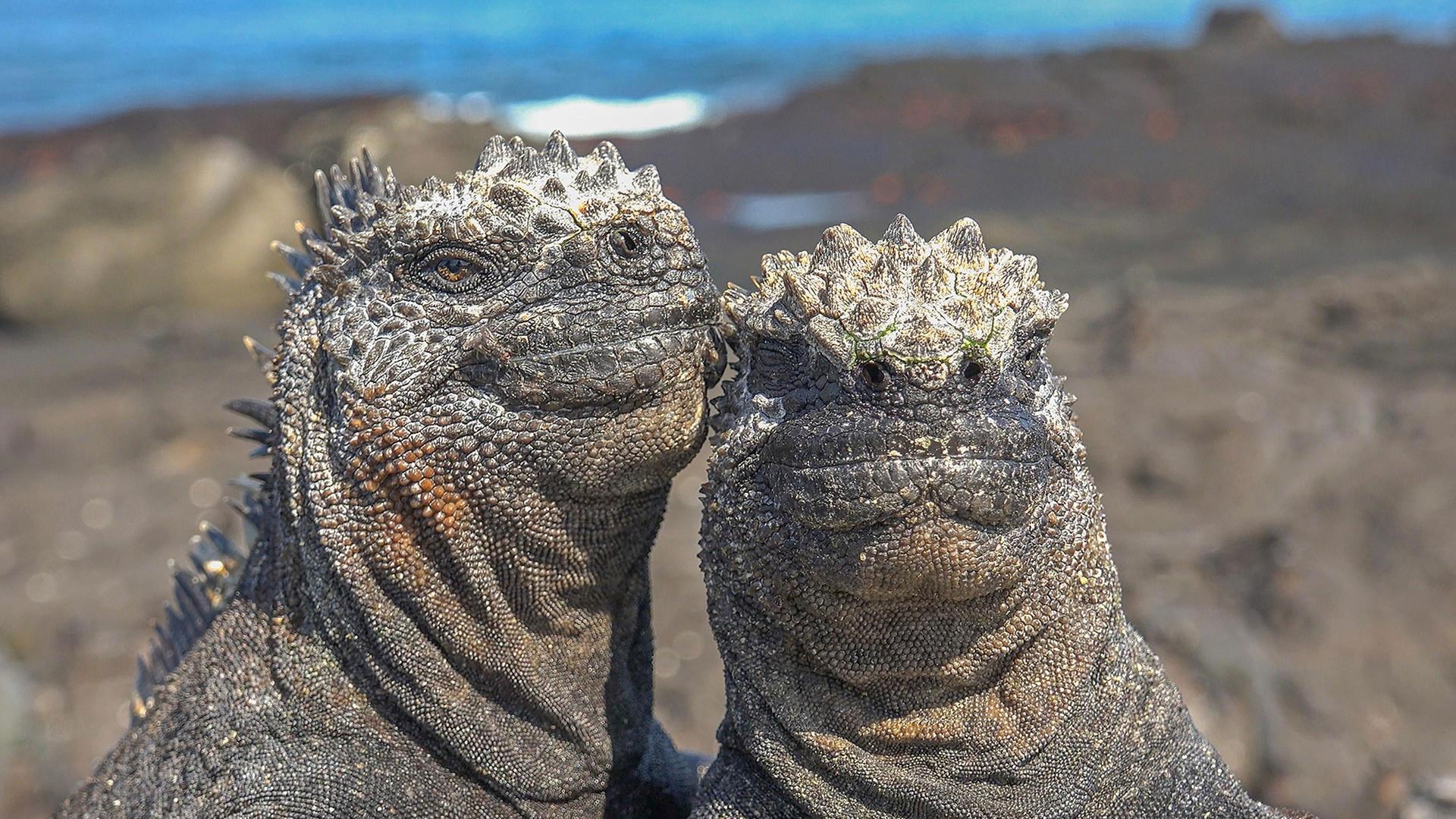 Still from Spy in the Ocean: Deep Relationships