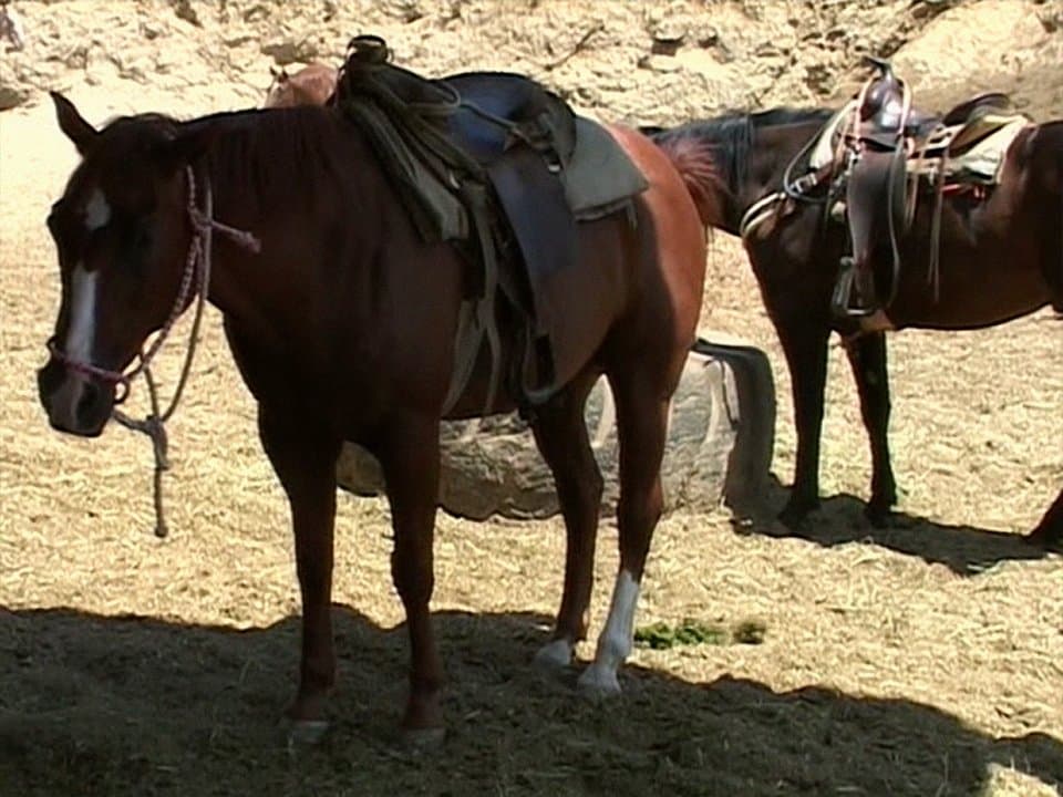 Still from Poo Joust