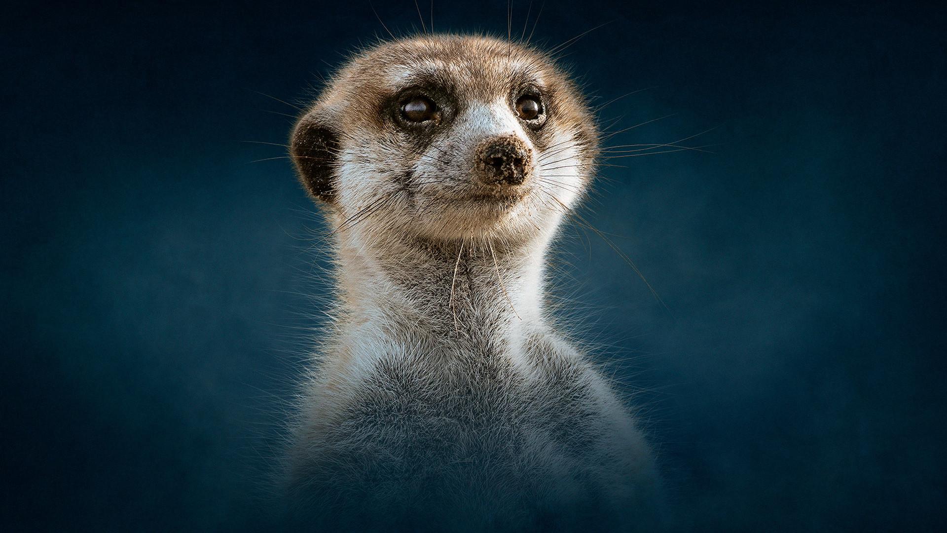 Still from Meerkat: A Dynasties Special