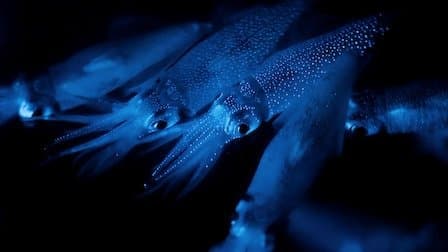 Still from Dark Seas