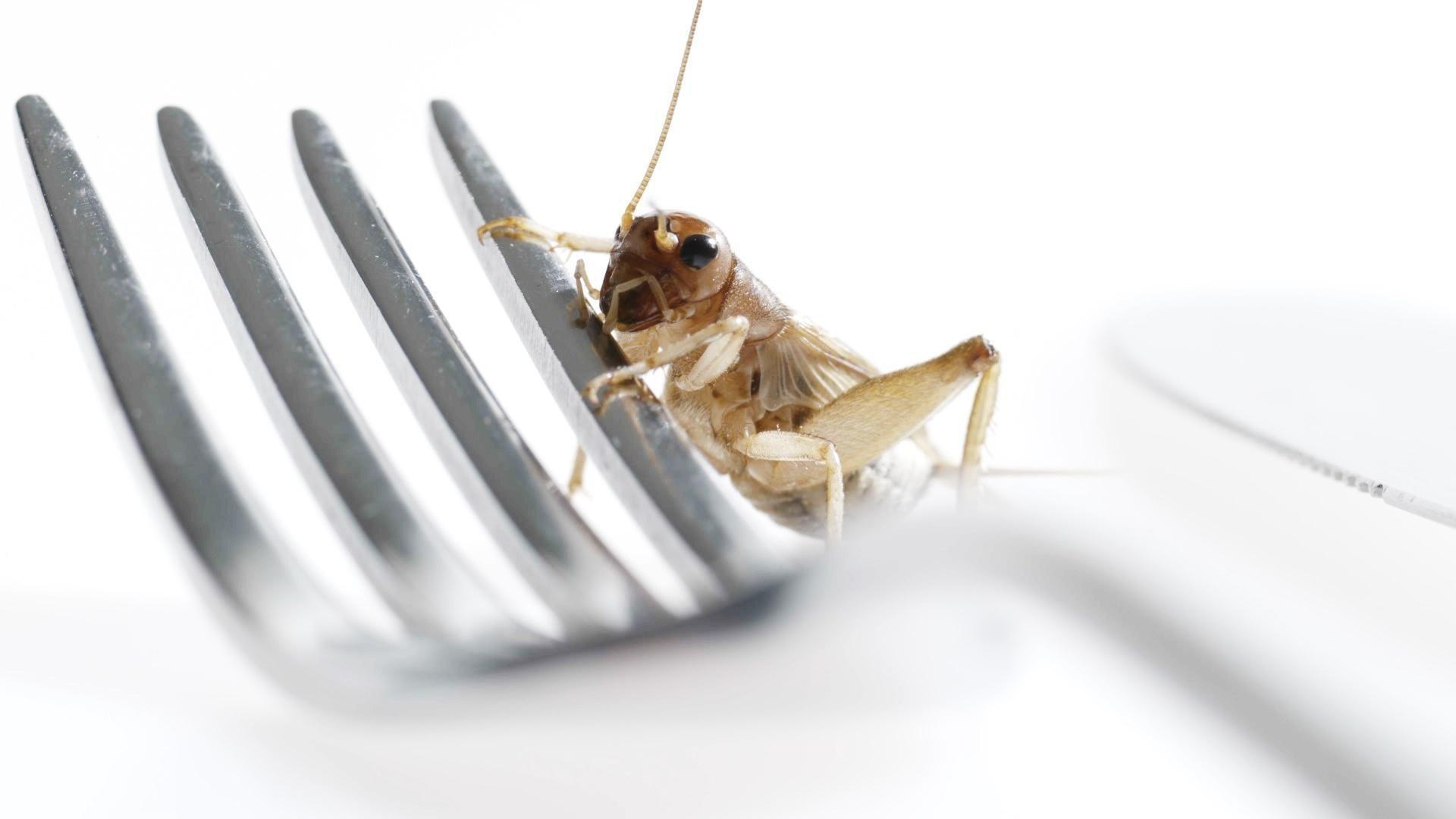 Still from Edible Insects