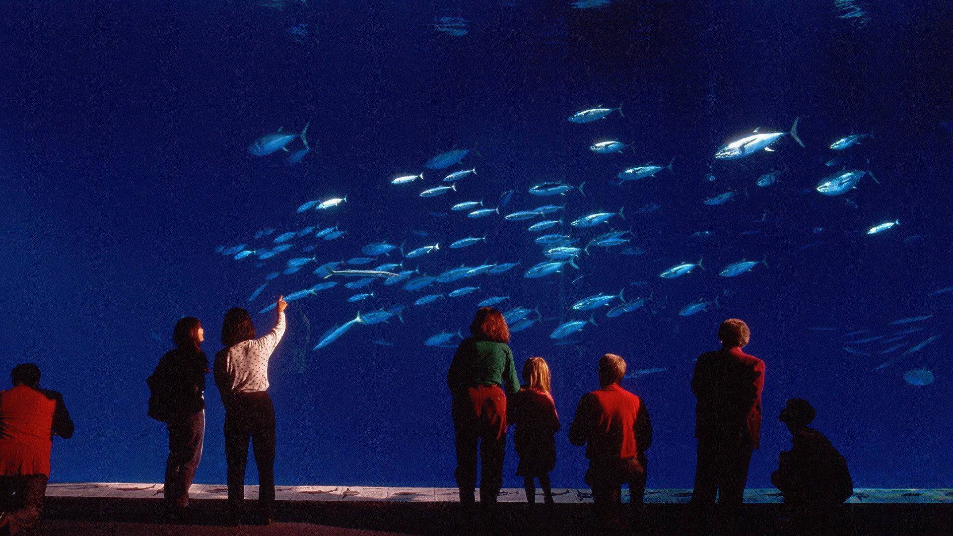 Still from Oceans in Glass: Behind the Scenes of the Monterey Bay Aquarium