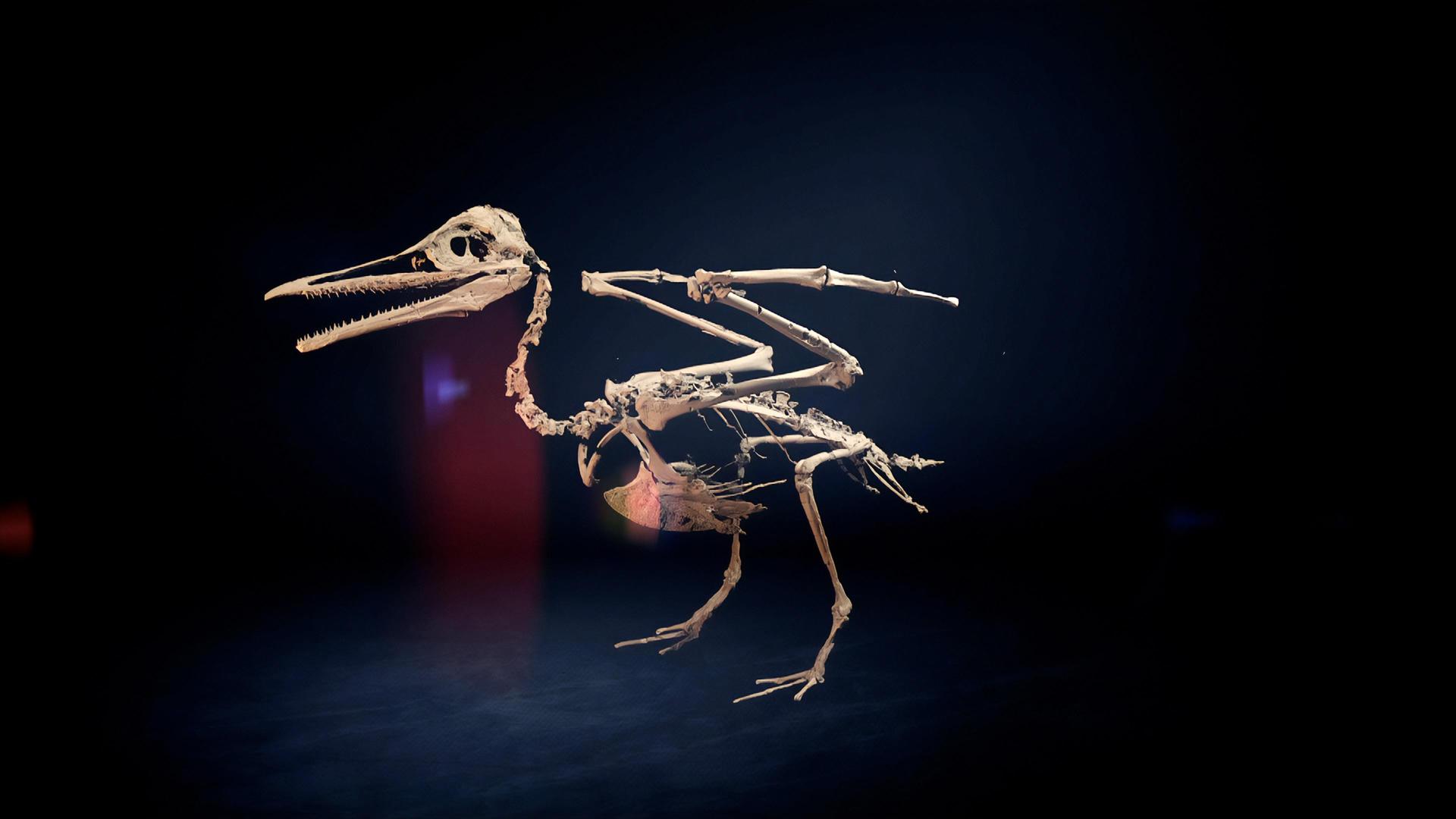 Still from Dino Birds